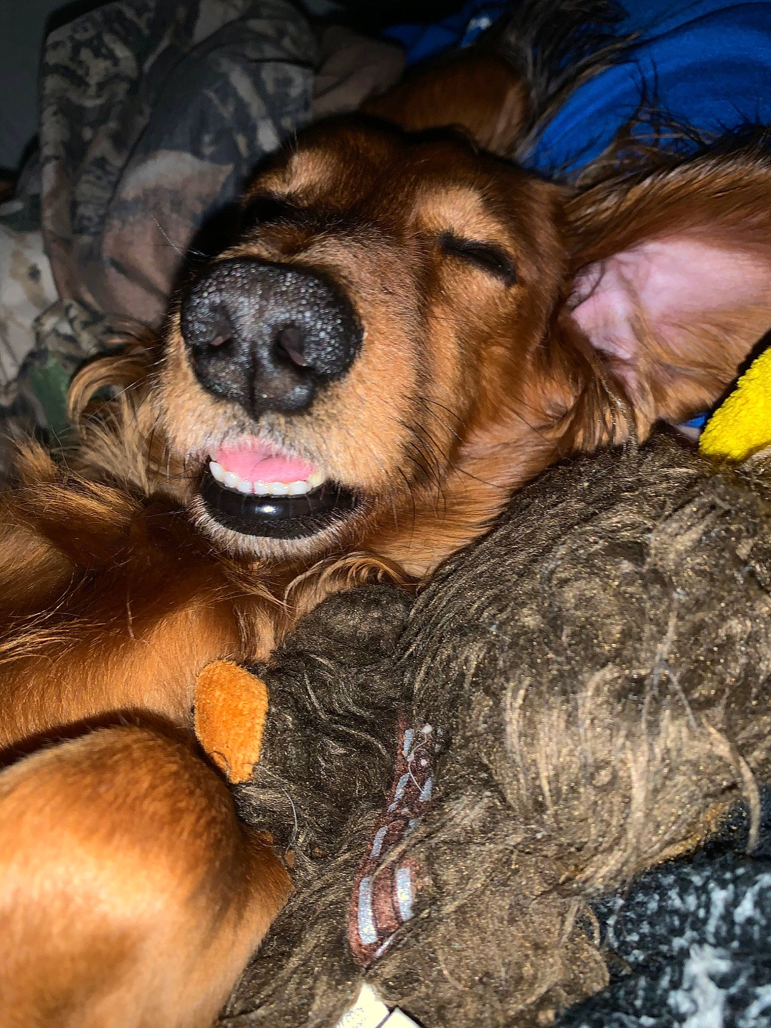 Chewbacca is registered to the contest to win money with this photo: canidae, carnivore, dog, dog_breed, english_cocker_spaniel, fawn, fur, nose, puppy, puppy_love, snout, spaniel, sporting_group