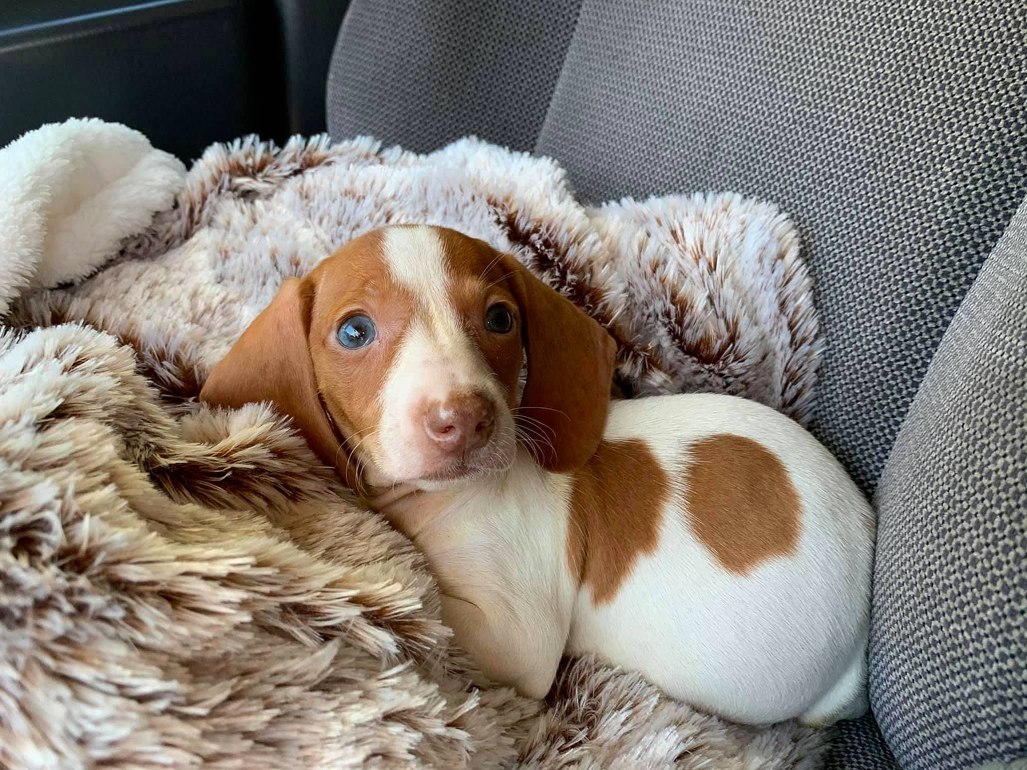 Penelope joined the competition — help win amazing prizes! brown, canidae, carnivore, comfort, companion_dog, dog, dog_breed, fawn, fur, gun_dog, hunting_dog, liver, snout, spaniel, sporting_group, terrestrial_animal, toy, whiskers, wood, working_animal