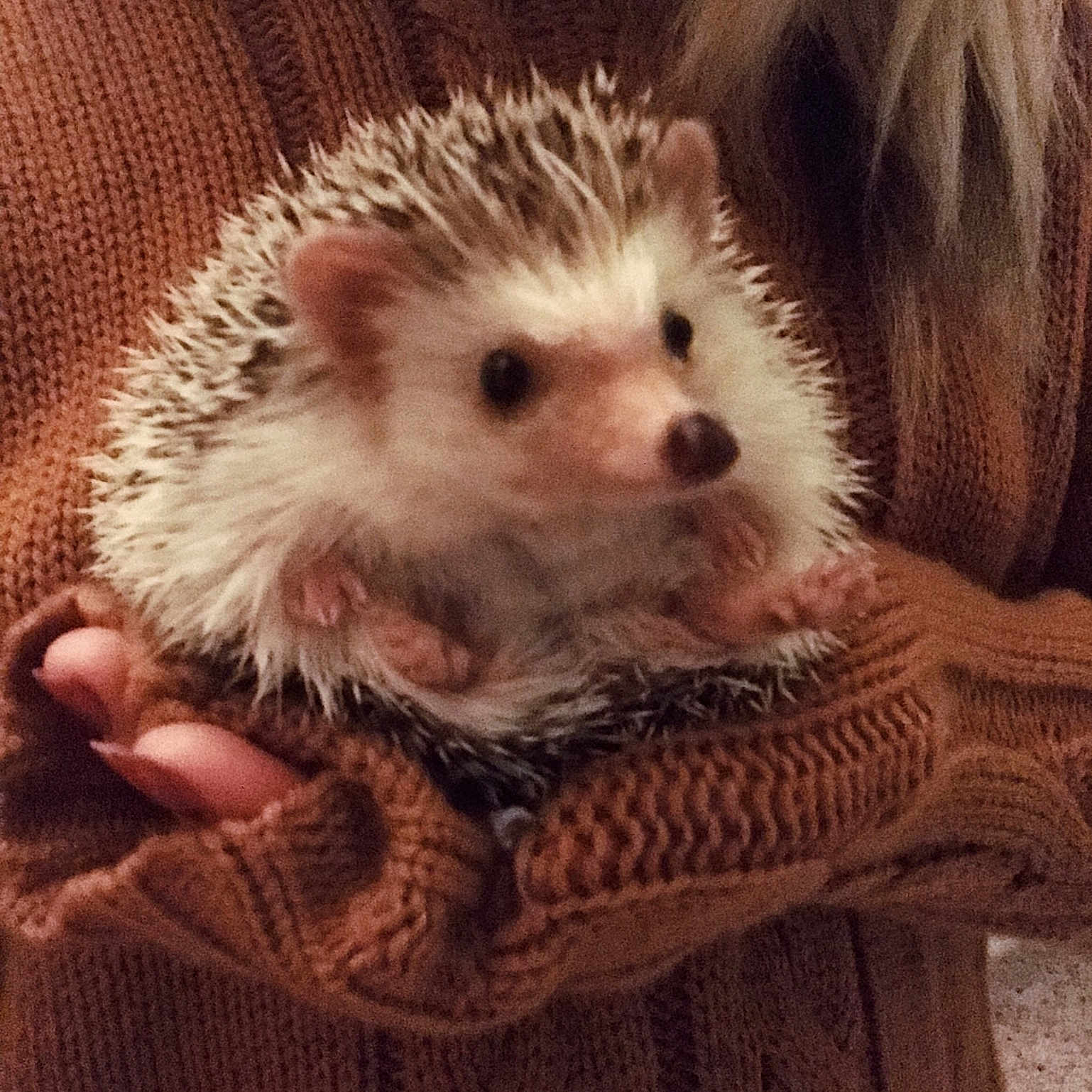 Kiwi is registered to the contest to win money with this photo: domesticated_hedgehog, erinaceidae, fur, hedgehog, mammal, porcupine, snout, virginia_opossum, whiskers