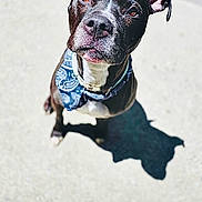 Amaya is registered to the contest to win money with this photo: dog, bandana, black, white, outdoor, sunlight, shadow, pet, animal, looking_up, pavement, curious, ears, nose, collar, portrait, mammal, friendly, companion, cute