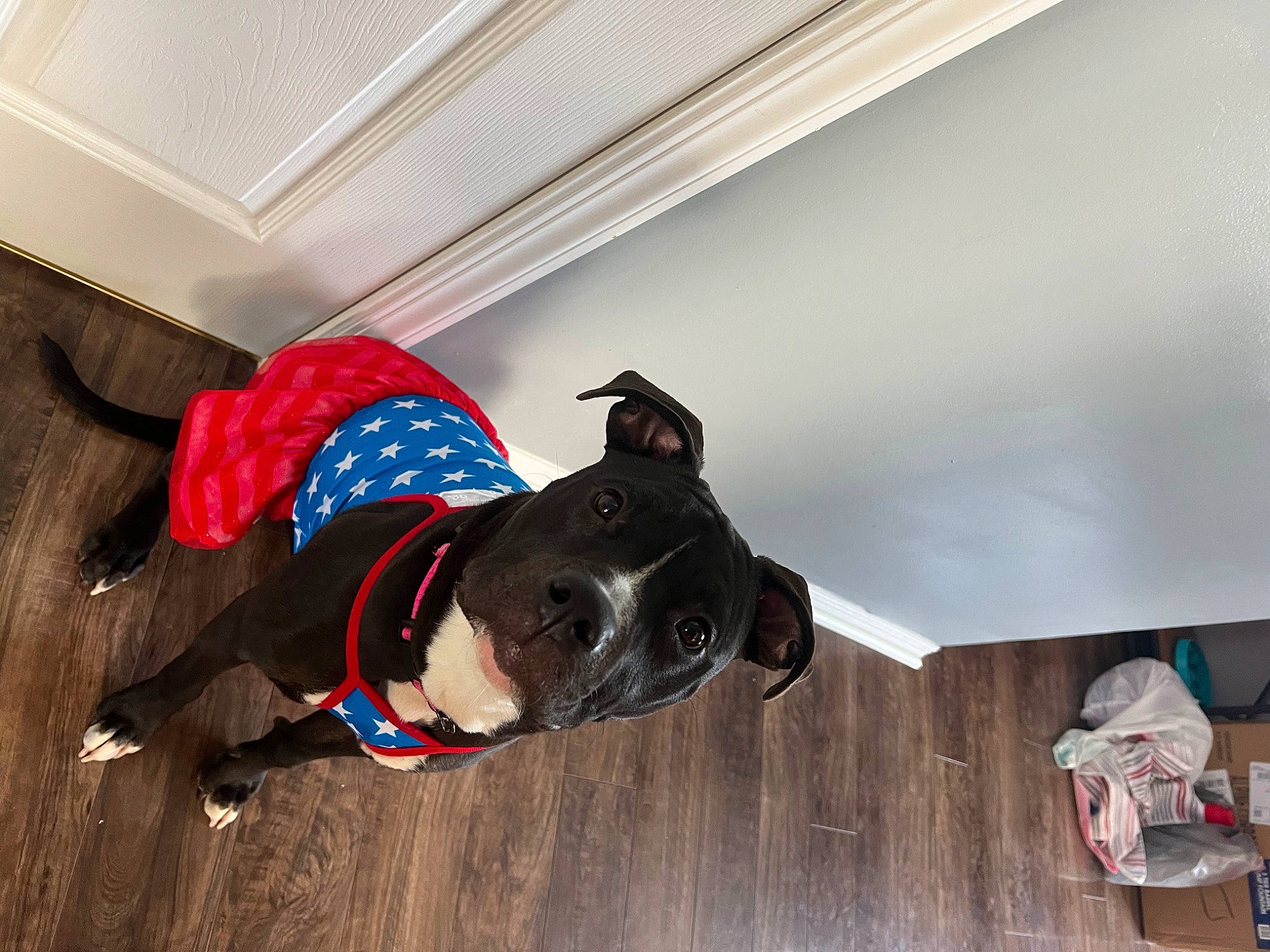 Amaya is registered to the contest to win money with this photo: adventure, carmine, carnivore, companion_dog, dog, dog_breed, dog_collar, dog_supply, eyewear, fashion_accessory, fawn, floor, flooring, goggles, hardwood, pattern, personal_protective_equipment, sunglasses, wood, working_animal