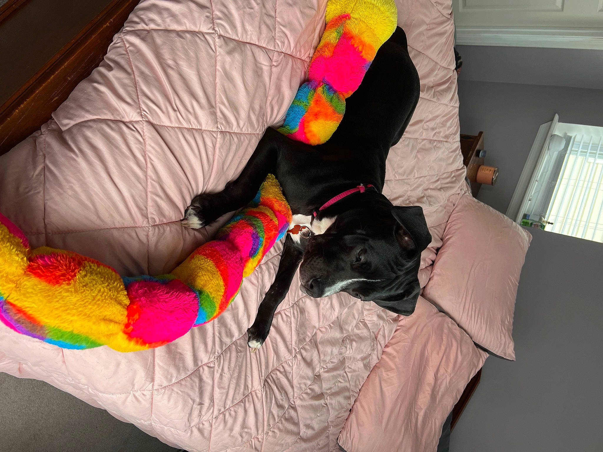 Amaya is registered to the contest to win money with this photo: carnivore, comfort, companion_dog, dog, dog_breed, dog_clothes, dog_supply, fawn, fur, human_leg, linens, magenta, mammal, pattern, room, sock, tail, textile, wool, woolen