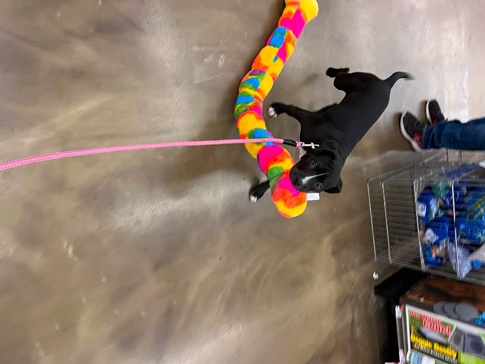 Amaya joined the competition — help win amazing prizes! adventure, air_sports, animation, art, extreme_sport, fictional_character, fun, games, graphic_design, leisure, machine, recreation, rope, stunt_performer, tail, visual_arts, wing