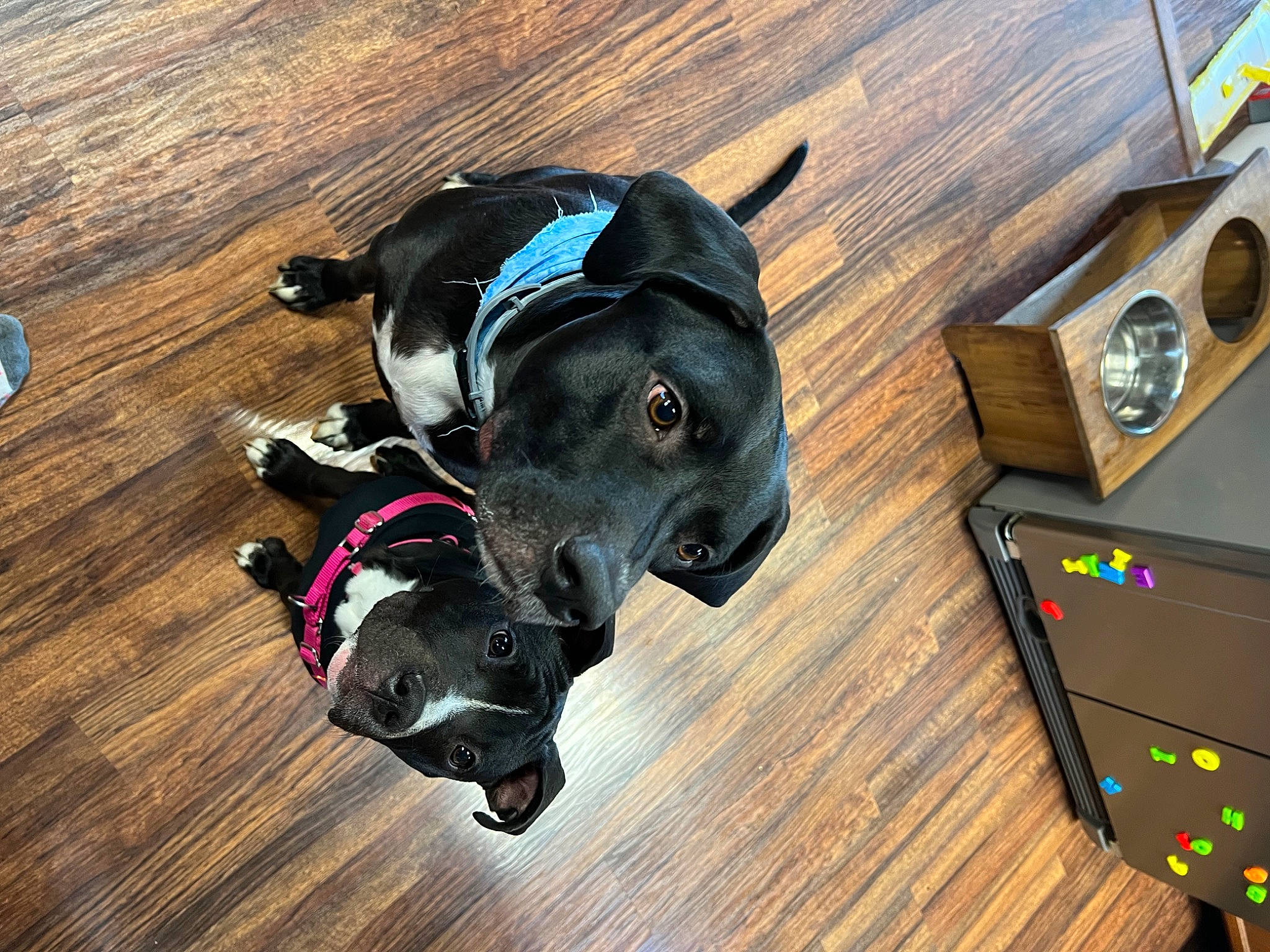 Amaya is registered to the contest to win money with this photo: canidae, carnivore, companion_dog, dog, dog_breed, dog_clothes, dog_supply, fawn, floor, flooring, hardwood, laminate_flooring, personal_protective_equipment, snout, sporting_group, varnish, wood, wood_flooring, wood_stain, working_animal