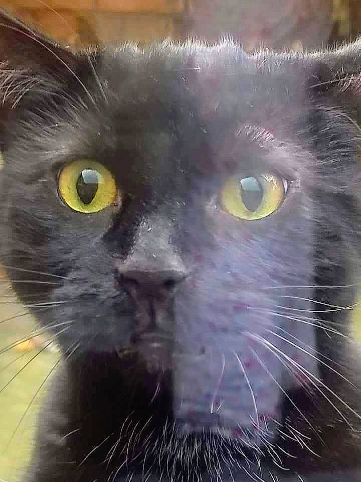 Pumba joined the competition — help win amazing prizes! art, black_cat, carnivore, cat, close_up, domestic_short_haired_cat, felidae, fur, grey, iris, mammal, organism, small_to_medium_sized_cats, snout, terrestrial_animal, vertebrate, whiskers