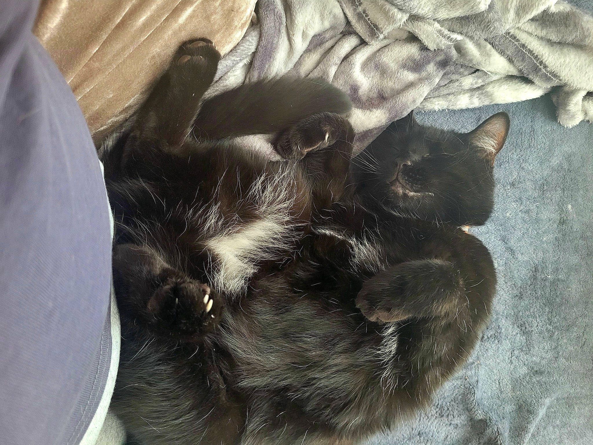 Pumba is registered to the contest to win money with this photo: canidae, carnivore, cat, cat_supply, claw, comfort, companion_dog, dog_breed, domestic_short_haired_cat, felidae, fur, liver, mammal, paw, small_to_medium_sized_cats, sporting_group, tail, terrestrial_animal, vertebrate, whiskers