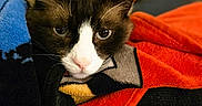 Gryphon joined the competition — help win amazing prizes! cat, animal, pet, indoor, blanket, resting, feline, relaxed, blue_eyes, closeup, portrait, soft_focus, colorful, cozy, fur, whiskers, ears, couch, home, cute