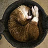 Gryphon is registered to the contest to win money with this photo: cat, sleeping, curled_up, basket, fur, cozy, pet, indoor, resting, whiskers, paw, fur_pattern, mammal, domestic_animal, cute, animal, relaxation, soft_texture, brown, white