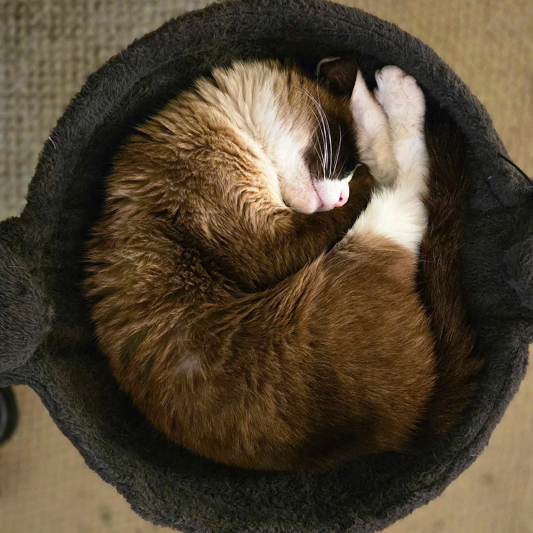 Gryphon is registered to the contest to win money with this photo: cat, sleeping, curled_up, basket, fur, cozy, pet, indoor, resting, whiskers, paw, fur_pattern, mammal, domestic_animal, cute, animal, relaxation, soft_texture, brown, white