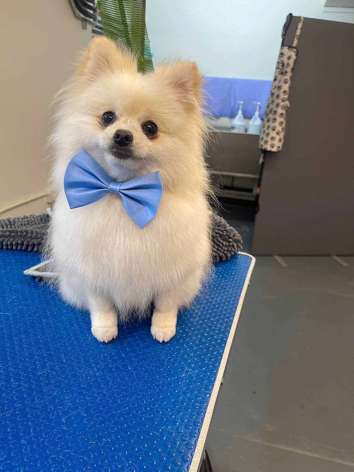 Bambi joined the competition — help win amazing prizes! canidae, carnivore, companion_dog, dog, dog_breed, dog_supply, electric_blue, fashion_accessory, fawn, flooring, fur, german_spitz, german_spitz_klein, pomeranian, snout, spitz, sporting_group, toy_dog, whiskers, working_animal