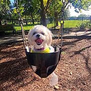 Mochi is registered to the contest to win money with this photo: animal, canine, daylight, dog, fence, happy, leash, nature, outdoor, park, pet, play, playground, small_dog, smiling, sunny, swing, tongue_out, trees, white_dog