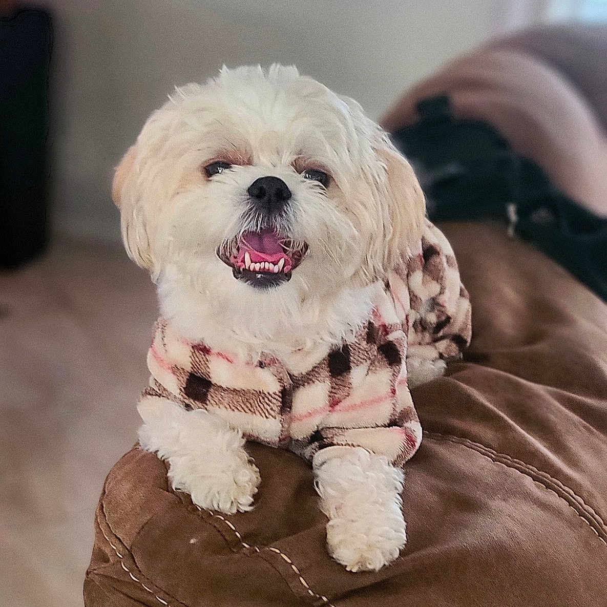Mochi joined the competition — help win amazing prizes! animal, brown, companion, couch, cozy, cute, dog, domestic, fluffy, friendly, fur, happy, indoor, living_room, pet, plaid_jacket, relaxed, seated, small_dog, smiling
