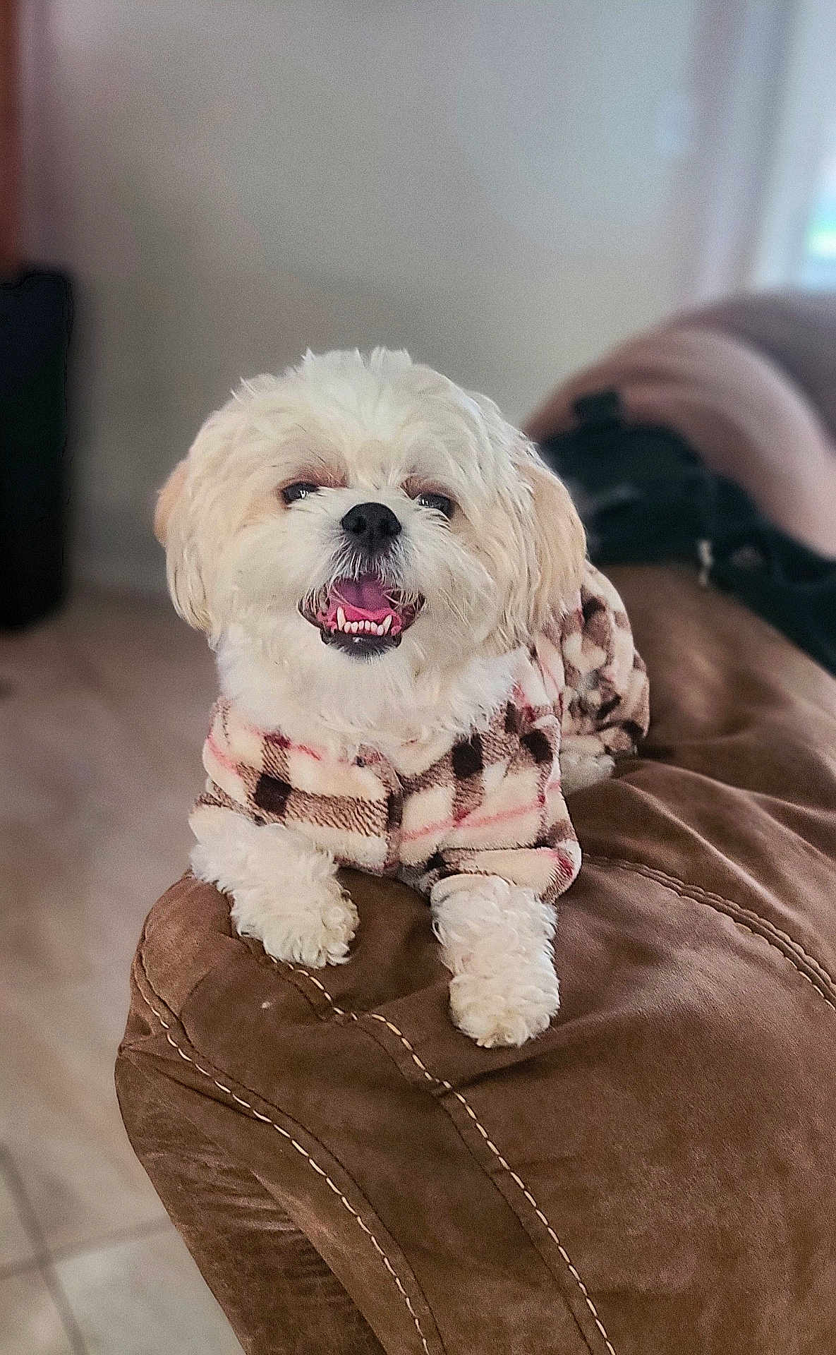 Mochi joined the competition — help win amazing prizes! dog, pet, indoor, couch, brown, plaid_jacket, smiling, happy, fluffy, small_dog, fur, cute, animal, domestic, relaxed, cozy, living_room, seated, friendly, companion