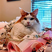 Purrtiger Rambo is registered to the contest to win money with this photo: cat, fluffy, ribbons, crafting, indoor, window, curtains, fabric, pink, white, orange, pet, animal, portrait, relaxed, soft, decor, table, closeup, cute