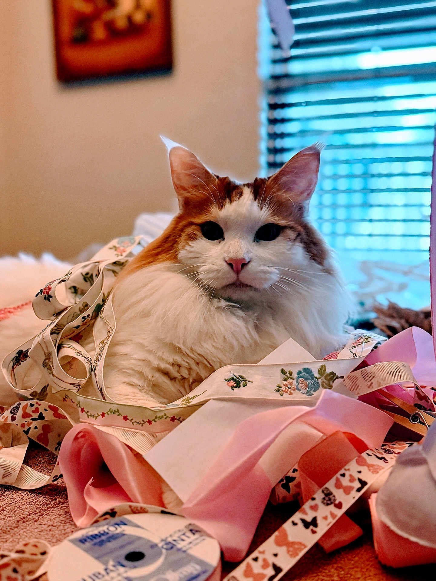 Purrtiger Rambo is registered to the contest to win money with this photo: cat, fluffy, ribbons, crafting, indoor, window, curtains, fabric, pink, white, orange, pet, animal, portrait, relaxed, soft, decor, table, closeup, cute