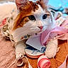 cat, orange_and_white_cat, ribbons, fabric, towel, close_up, pet, animal, cute, domestic_cat, green_eyes, whiskers, soft_lighting, curious, cozy, indoor, relaxed, playful, fluffy, feline
