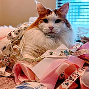 Rambo is registered to the contest to win money with this photo: cat, fluffy, ribbons, fabric, indoor, blurred_background, window_blinds, orange_and_white, pet, animal, closeup, cozy, soft_lighting, decorative, textile, relaxed, portrait, feline, laying_down, domestic_animal