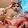 cat, fluffy, ribbons, fabric, indoor, blurred_background, window_blinds, orange_and_white, pet, animal, closeup, cozy, soft_lighting, decorative, textile, relaxed, portrait, feline, laying_down, domestic_animal
