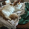 cat, orange_and_white, fluffy, lounging, crocheted_blanket, wooden_table, indoor, fabric, green_cloth, cardboard_box, relaxed, pet, fur, whiskers, tail, domestic, cozy, quiet, natural_light, resting