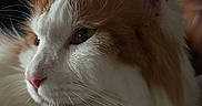 Rambo joined the competition — help win amazing prizes! cat, fluffy, orange_and_white, whiskers, pink_nose, close_up, indoor, pet, feline, side_profile, soft_lighting, cozy, domestic_animal, fur, portrait, animal, relaxed, cute, home, mammal