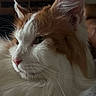 cat, fluffy, orange_and_white, whiskers, pink_nose, close_up, indoor, pet, feline, side_profile, soft_lighting, cozy, domestic_animal, fur, portrait, animal, relaxed, cute, home, mammal