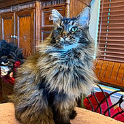 Lucy Lu is registered to the contest to win money with this photo: cat, fluffy, green_eyes, sitting, indoor, wooden_cabinet, window_blinds, furniture, pet, animal, portrait, soft_surface, furry, domestic_cat, whiskers, alert, cute, household, closeup, tabby