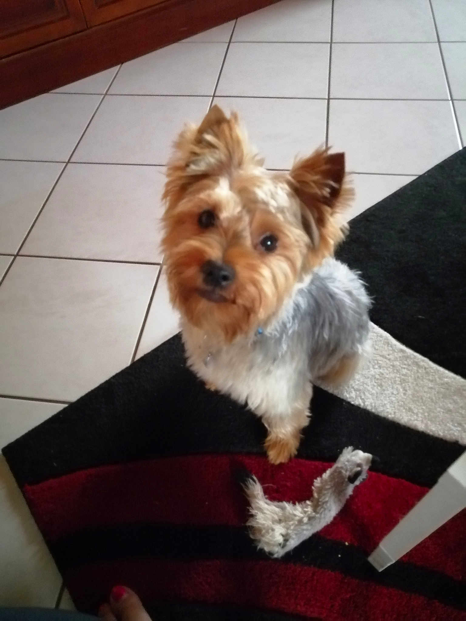 Elvis