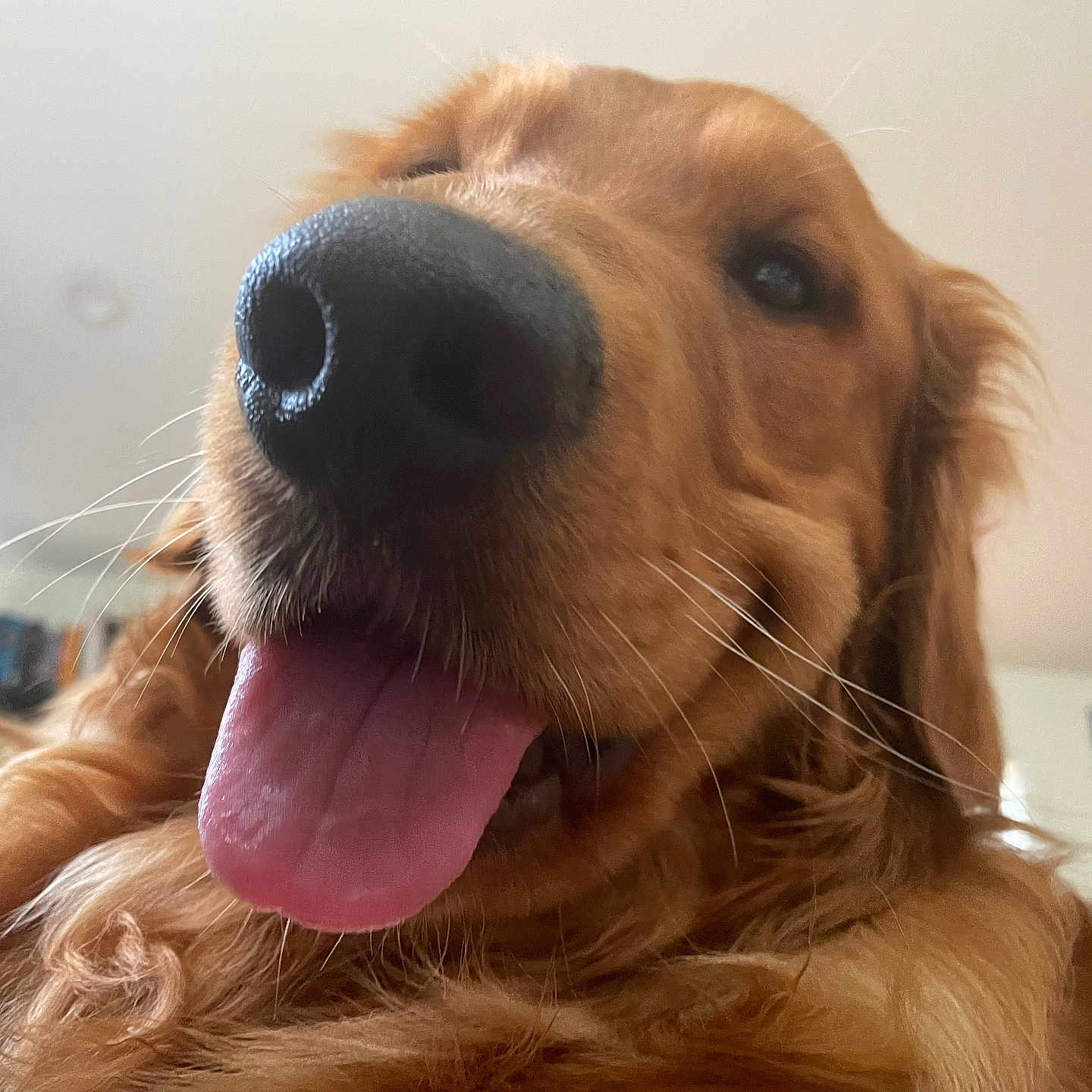 Jax is registered to the contest to win money with this photo: animal, canine, close_up, companion, cute, dog, domestic_animal, friendly, fur, golden_retriever, happy, indoor, muzzle, nose, pet, playful, portrait, smiling, tongue, whiskers