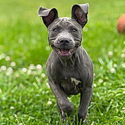 Kain is registered to the contest to win money with this photo: puppy, dog, grass, running, outdoor, happy, ears, mouth_open, smiling, greenery, nature, young_dog, playing, animal, pet, canine, motion, daylight, field, energetic