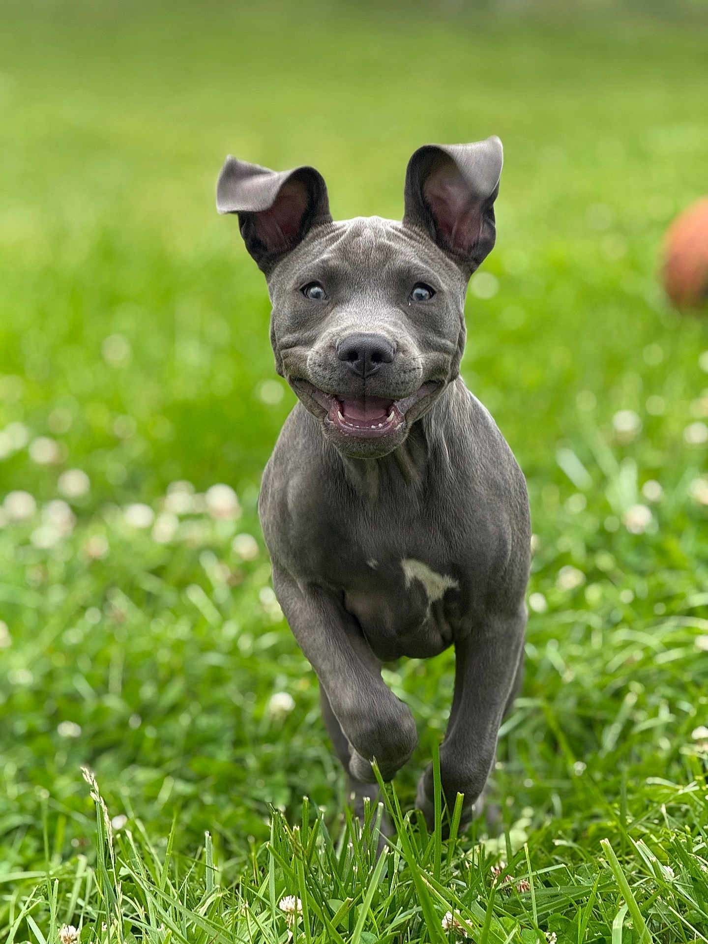 Kain is registered to the contest to win money with this photo: puppy, dog, grass, running, outdoor, happy, ears, mouth_open, smiling, greenery, nature, young_dog, playing, animal, pet, canine, motion, daylight, field, energetic