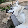 dog, husky, stuffed_animal, outdoor, fence, grass, concrete, pet, playful, animal, toy, resting, canine, fur, lying_down, backyard, nature, cute, relaxing, companion