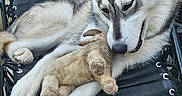 Benny joined the competition — help win amazing prizes! dog, puppy, husky, stuffed_animal, toy, chair, black_chair, pet, animal, fur, cute, relaxed, resting, outdoor, paw, face, ears, snout, sleepy, comfortable