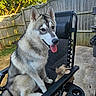 Benny is registered to the contest to win money with this photo: dog, siberian_husky, outdoor, chair, plush_toy, fence, tree, grass, tongue_out, pet, happy, sunny, backyard, black_chair, animal, canine, playful, summer, daytime, nature