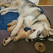 Benny is registered to the contest to win money with this photo: dog, husky, stuffed_toy, plush, carpet, indoor, pet, animal, laying_down, paw, toy, wallpaper, butterfly, floral_pattern, doorway, floor, relaxed, cozy, brown, blue_mat