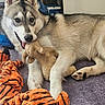 Benny joined the competition — help win amazing prizes! dog, husky, puppy, indoor, carpet, toy, stuffed_animal, playful, pet, animal, fur, cute, lying_down, chewing, orange, purple, comfort, domestic, happy, household
