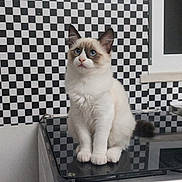 Fofinha a rejoint le concours — aidez-le/la à gagner de superbes lots ! cat, blue_eyes, fluffy, stove, kitchen, black_glass_top, checkerboard_pattern, wall, window, appliance, domestic, pet, sitting, curious, indoor, reflection, ears, whiskers, fur, face