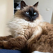 Moustache participe au concours pour gagner de l'argent avec cette photo : cat, fluffy, blue_eyes, indoor, luxurious_fur, relaxed, pet, animal, feline, closeup, portrait, whiskers, brown_fur, light, cozy, resting, cute, domestic_animal, soft, comfortable