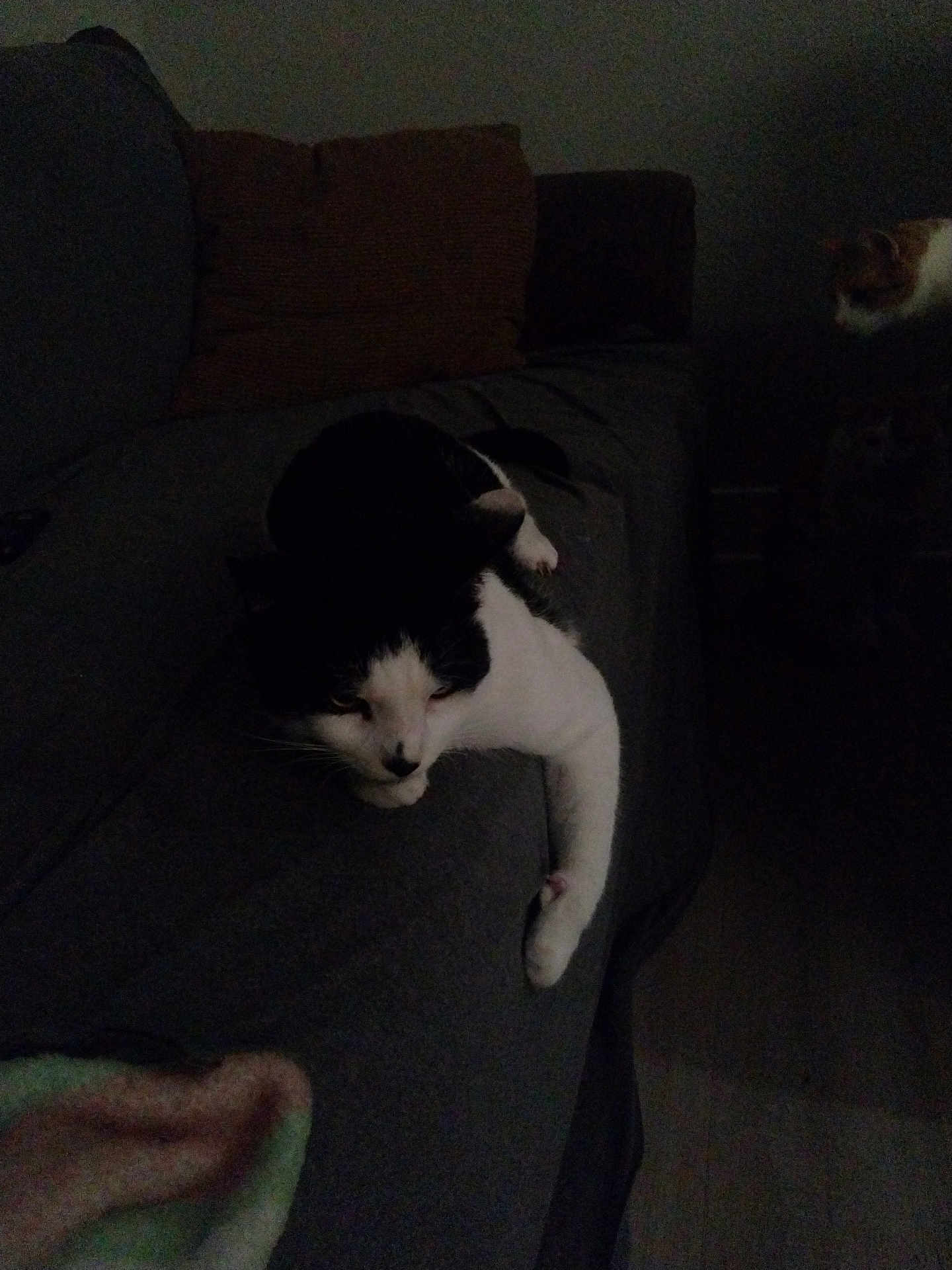 Cowboy joined the competition — help win amazing prizes! cat, black_and_white_cat, couch, indoor, pet, animal, resting, sleepy, feline, dark, shadow, pillow, blanket, living_room, fur, stretching, two_cats, quiet, home, cozy