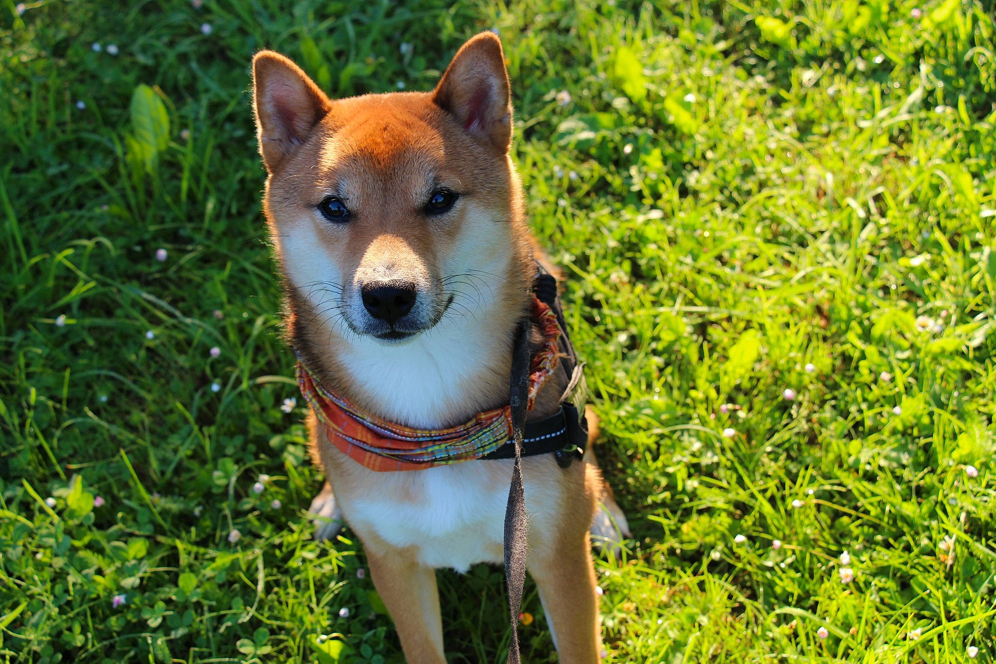 Hiro participe au concours pour gagner de l'argent avec cette photo : canidae, carnivore, collar, companion_dog, dingo, dog, dog_breed, dog_collar, dog_supply, fawn, grass, pet_supply, plant, snout, spitz, sporting_group, tail, terrestrial_animal, whiskers, working_animal