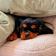 Bonnie participe au concours pour gagner de l'argent avec cette photo : puppy, dog, cute, pet, cozy, blanket, fur, resting, sleepy, soft, cushion, indoors, closeup, adorable, black_and_brown, face, expression, comfort, animal, snuggled