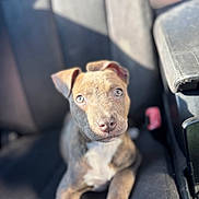 Biscotti is registered to the contest to win money with this photo: dog, puppy, brindle, car_interior, back_seat, seat, canine, brown_fur, nose, paws, eyes, portrait, shallow_depth_of_field, sunlight, cute, pet, animal, domestic_animal, vehicle, seat_buckle