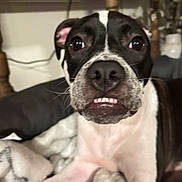 Koala joined the competition — help win amazing prizes! dog, pet, canine, close_up, portrait, teeth, nose, whiskers, black_and_white_coat, blanket, indoor, couch, wide_eyes, funny_expression, muzzle, looking_at_camera, bed, fur, companion, domestic_animal