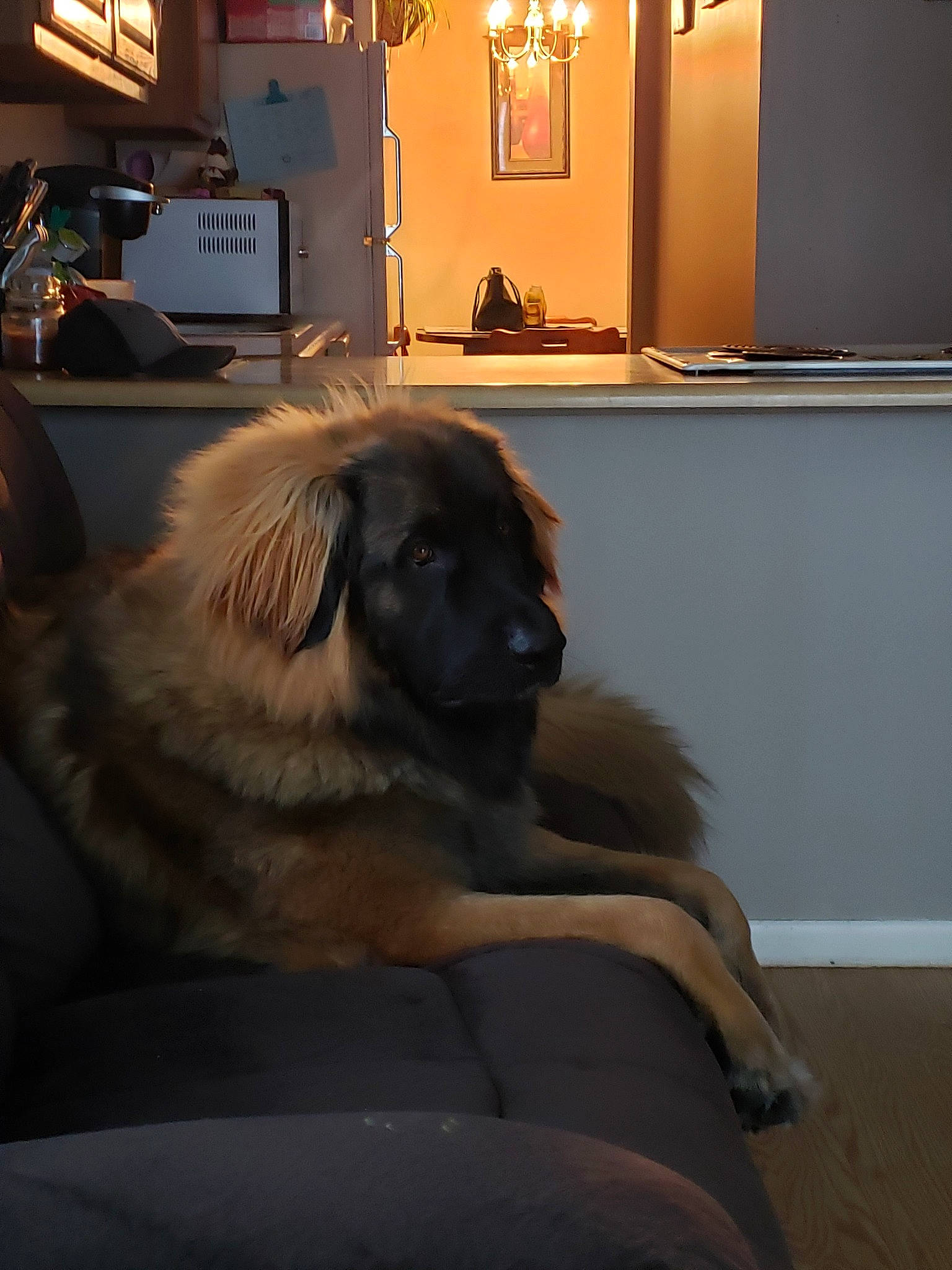 Buddy is registered to the contest to win money with this photo: canidae, carnivore, dog, dog_breed, estrela_mountain_dog, fawn, leonberger, mammal, sporting_group