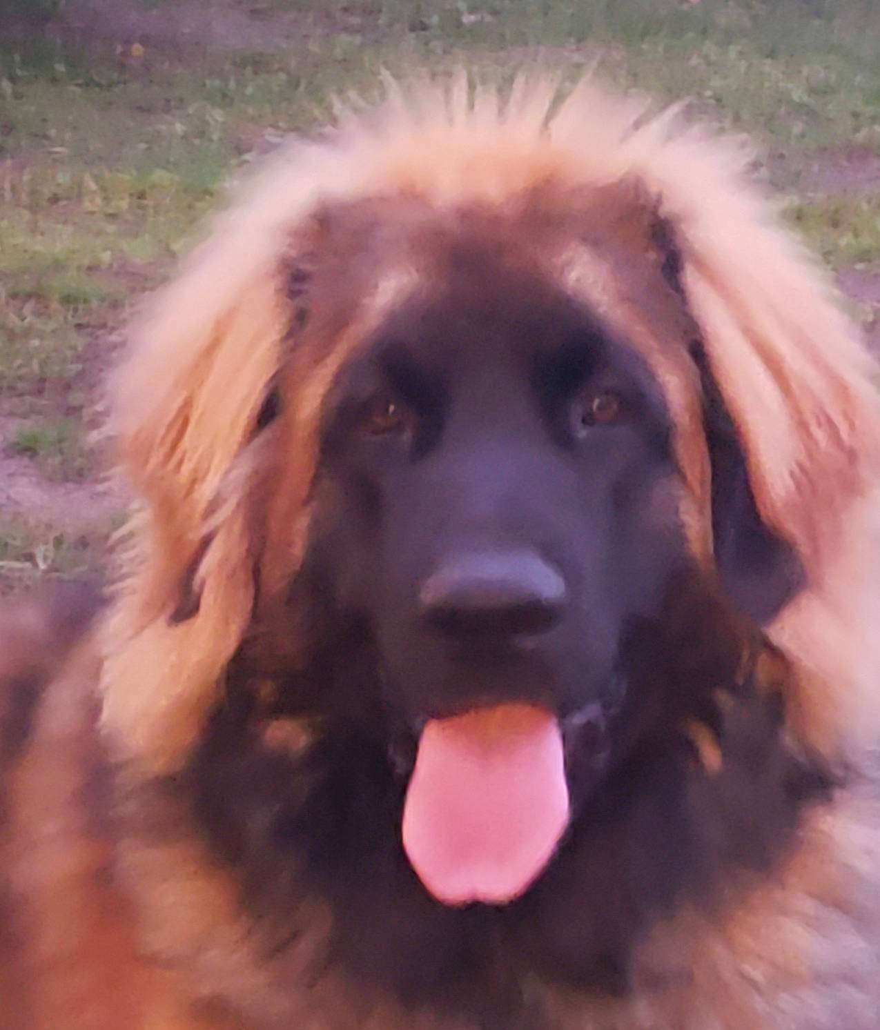 Buddy is registered to the contest to win money with this photo: ancient_dog_breeds, bakharwal_dog, canidae, carnivore, caucasian_shepherd_dog, companion_dog, dog, dog_breed, estrela_mountain_dog, fawn, gaddi_kutta, giant_dog_breed, hovawart, leonberger, mammal, sarplaninac, snout, sporting_group, vertebrate