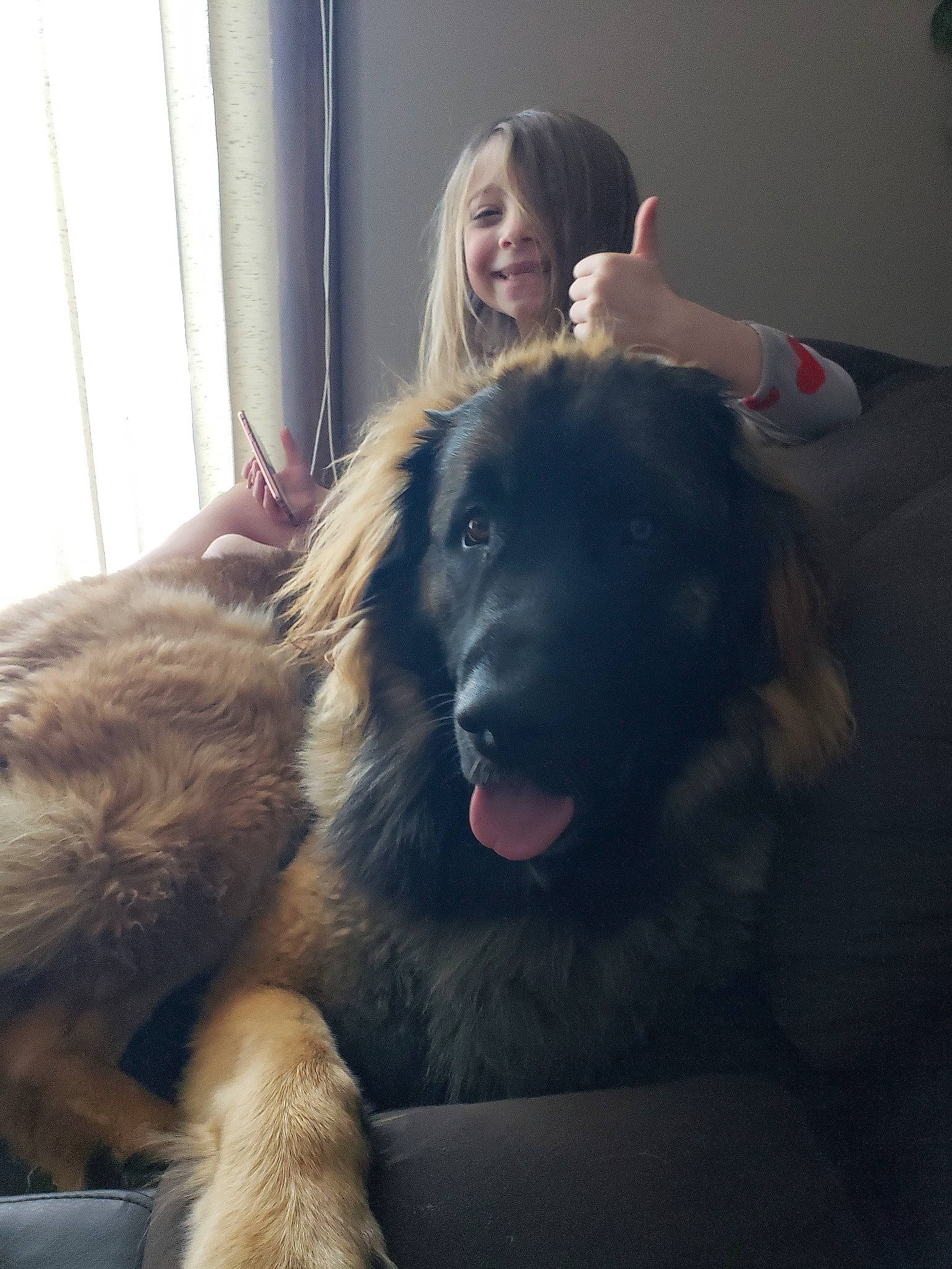 Buddy joined the competition — help win amazing prizes! canidae, carnivore, caucasian_shepherd_dog, companion_dog, dog, dog_breed, estrela_mountain_dog, fawn, fur, giant_dog_breed, hovawart, leonberger, mammal, sarplaninac, snout, sporting_group, vertebrate