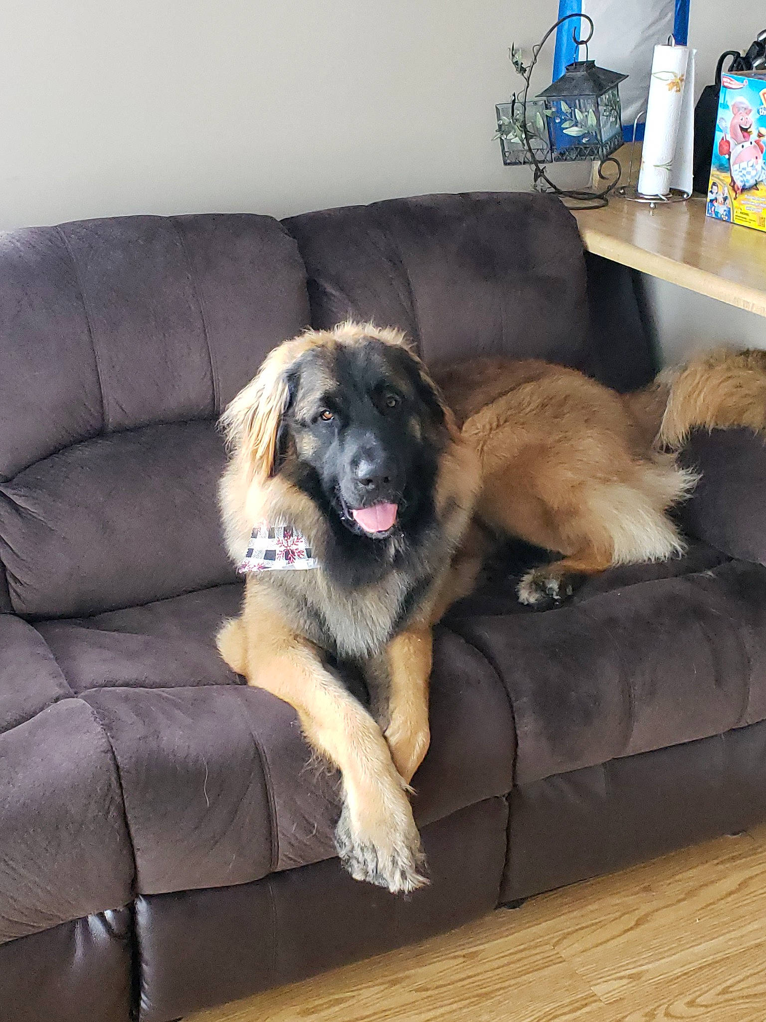 Buddy is registered to the contest to win money with this photo: canidae, carnivore, carpathian_shepherd_dog, caucasian_shepherd_dog, companion_dog, dog, dog_breed, estrela_mountain_dog, giant_dog_breed, leonberger, mammal, sarplaninac, sporting_group, vertebrate