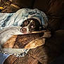 Rustah joined the competition — help win amazing prizes! animal, blanket, brown, canine, comfort, couch, cozy, dog, domestic, fur, home, indoor, looking_up, pet, relaxing, resting, snug, soft, warm, wrapped