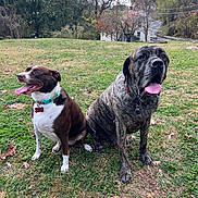 Rustah is registered to the contest to win money with this photo: autumn, canine, collar, companions, daytime, dog, dogs, field, grass, happy, house, leaves, nature, outdoor, pet, playful, sitting, sky, tongue_out, trees
