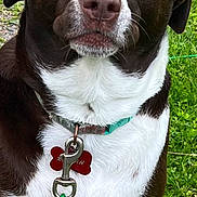 Rustah joined the competition — help win amazing prizes! dog, brown_and_white, collar, leash, grass, outdoor, pet, canine, animal, close_up, tag, sitting, fur, ears, face, eyes, nose, mouth, nature, curious