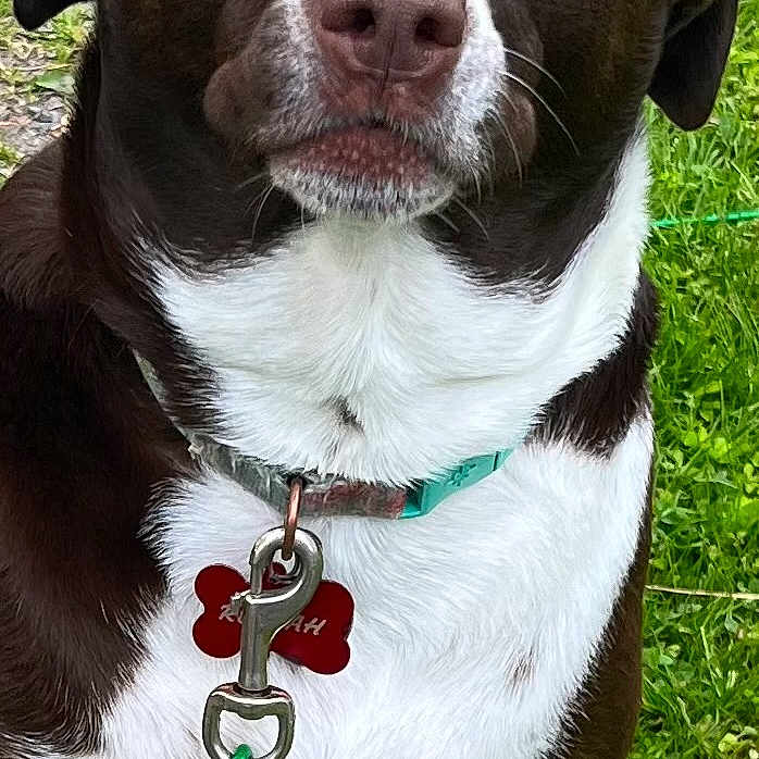 Rustah joined the competition — help win amazing prizes! animal, brown_and_white, canine, close_up, collar, curious, dog, ears, eyes, face, fur, grass, leash, mouth, nature, nose, outdoor, pet, sitting, tag